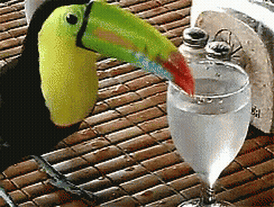 Toucan Drinking Glass Of Water GIF