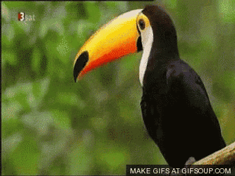 Toucan GIF