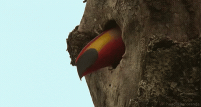Toucan Looking Out Of Tree Hole GIF
