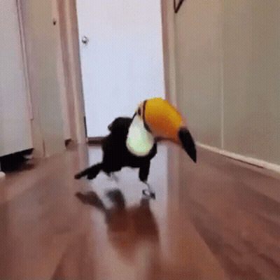 Toucan Running Down Hallway With Door GIF