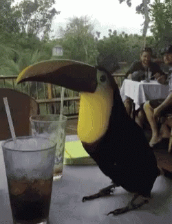 Toucan Sitting Beside Glass Of Soda GIF