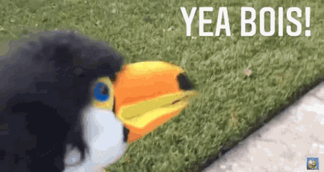 Toucan Smf GIF
