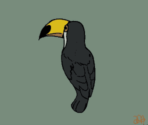 Toucan Spin GIF