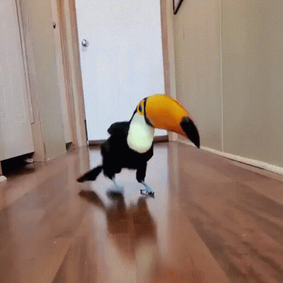 Toucan Walking Down Hallway With Door GIF