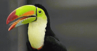 Toucan With Large Beak GIF