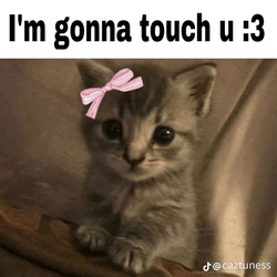 Touch Cat Meme GIF