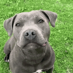 Touching Nose Dog Hehehe GIF