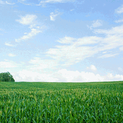 Tractor Across The Corn Field GIF