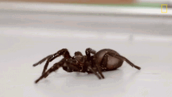 Trapdoor Spider Crawling
