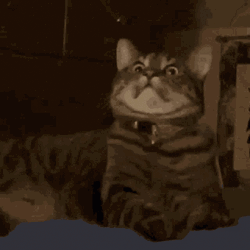 Trauma Attack Startled Cat Reaction GIF