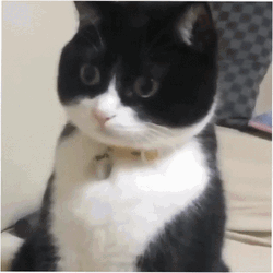 Trauma Wide Eyes Tuxedo Cat GIF