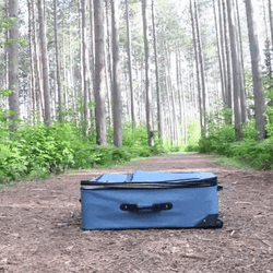 Travel Ptsd Dog GIF