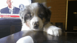 Treat Thief Puppy Jumping GIF