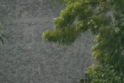 Tree Branch Hanging Over Water In Rain GIF