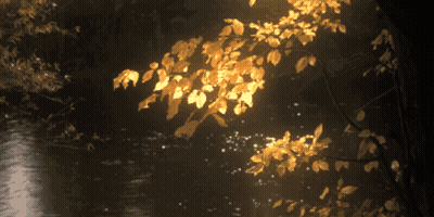 Tree Branch With Yellow Leaves GIF