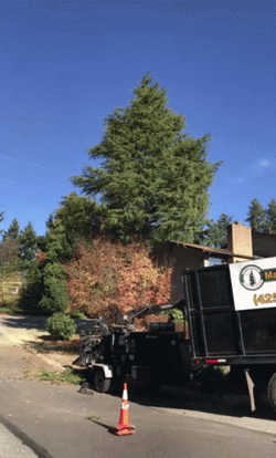 Tree Falling Inducing Pollens For Allergies GIF
