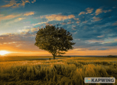 Tree in Field With Kapwing