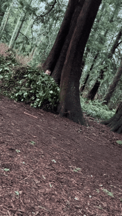 Tree In Forest With Leaves On Ground GIF