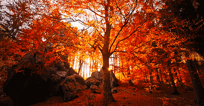 Tree In Forest With Orange Leaves GIF
