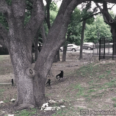Tree In Park GIF