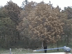 Tree Pollen Blown Allergies Cause GIF