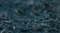 Tree Sapling Growth GIF