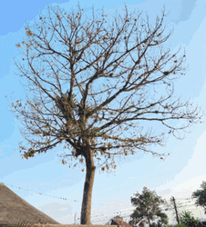 Tree Season Leaves Growth GIF
