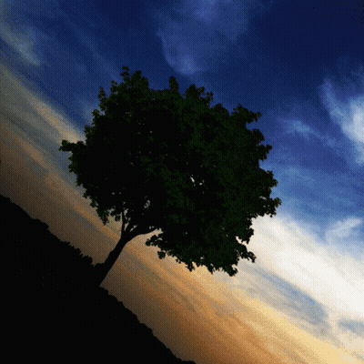 Tree Silhouetted Against Sunset Sky With Clouds GIF