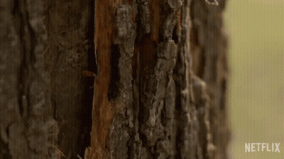 Tree Trunk With Missing Wood GIF