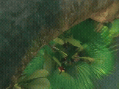 Tree With Come On Wake Up Now GIF