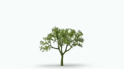 Tree With Green Leaves GIF