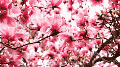 Tree With Pink Flowers GIF
