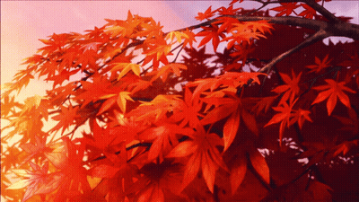 Tree With Red Leaves GIF