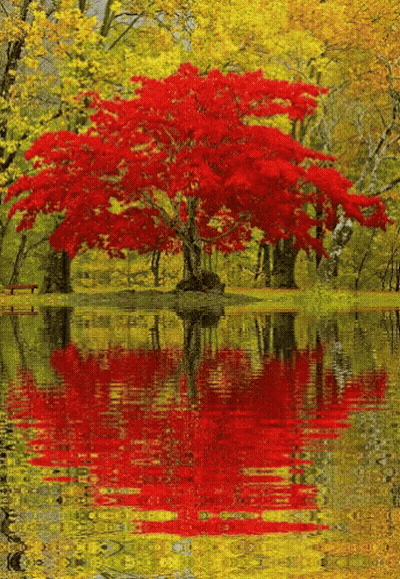 Tree With Red Leaves Reflected In Water GIF