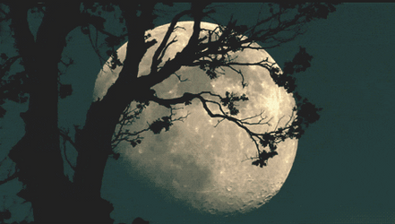 Tree With Setting Super Moon GIF