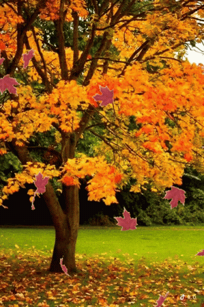 Tree With Yellow And Pink Leaves On Ground GIF