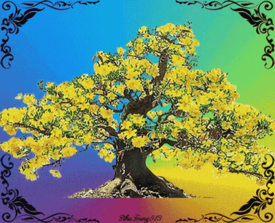 Tree With Yellow Flowers Nha Trang 513 GIF