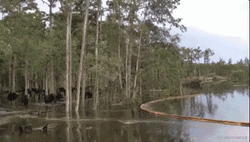 Trees Cutting In Swamp GIF