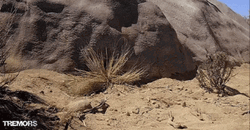 Tremors Graboid Tentacles Emerging From Sand GIF