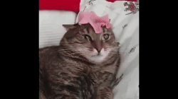 Triggered Cat Flashbacks World War GIF