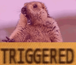 Triggered Shouting Angry Marmot GIF