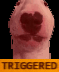 Triggered White Dog GIF