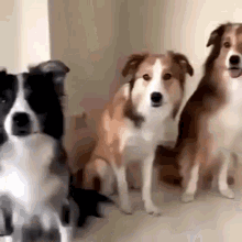 Trio Dog Hug GIF