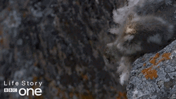 Triple Lindy Death Defying Duckling Dive GIF