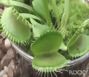 Triple Venus Fly Trap Eating Flies GIF