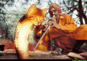 Tripping Cat Head Cobra Dancing GIF