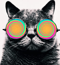 Tripping Cat In Glasses GIF