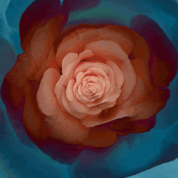 Trippy Dope Rose Petals Infinite GIF