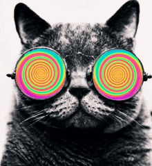 Trippy Hypnosis Cat Sunglasses
