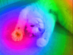 Trippy Rainbow Cat Making Biscuits GIF